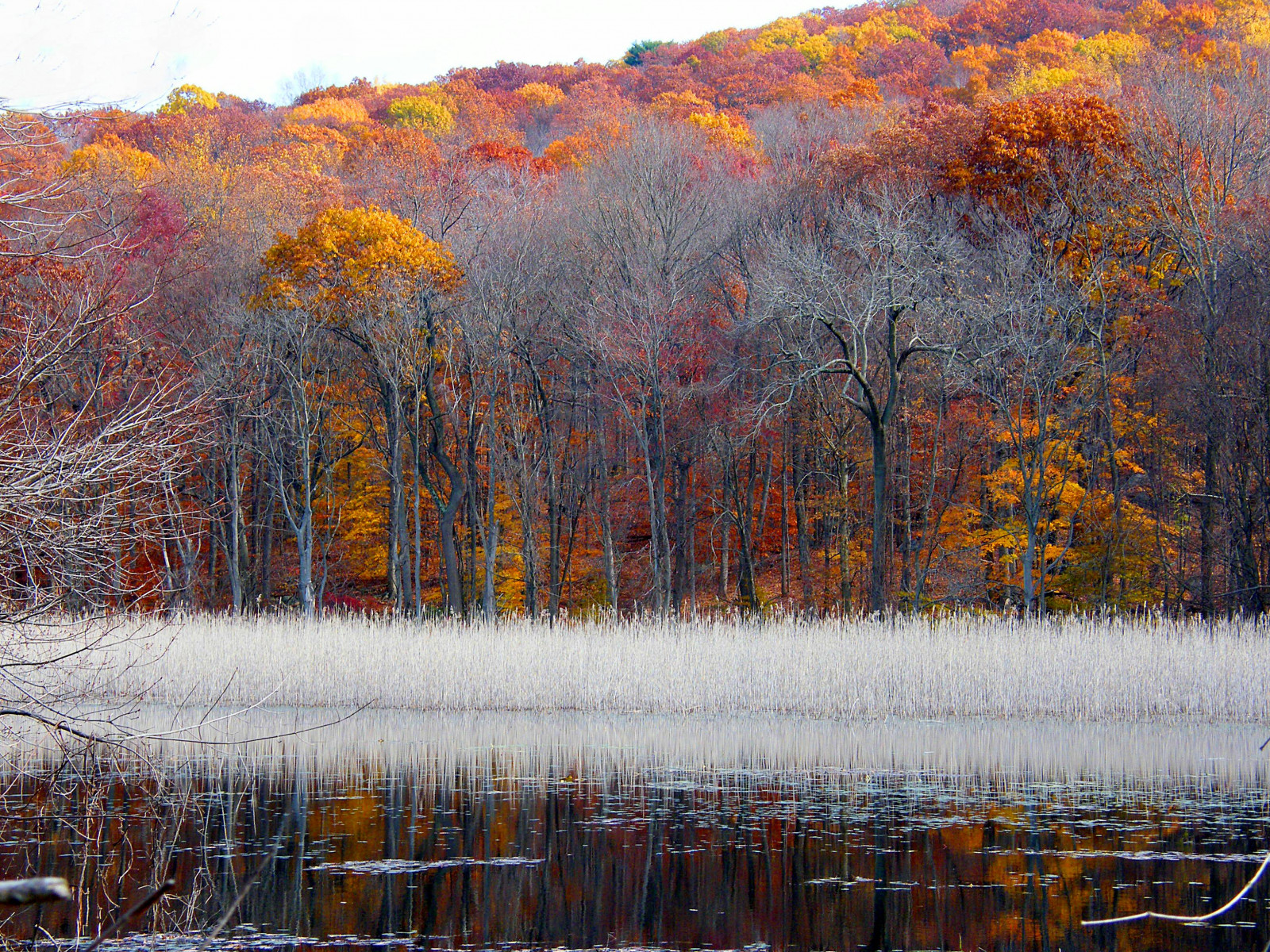park, podzim, stromy, bílý, odraz, strom, podzim, Příroda, voda, barvy, tráva, listy, automne, catchycolors, list, barvitý, barvy, seasons, přírodní, fallcolors, Herbst, autumncolors, čtyři období, autunno, podzimní, colorexplosion, 4Seasons, Otono, s gis, AHORN, naturephotos, jesień, natureimages, jesiennie