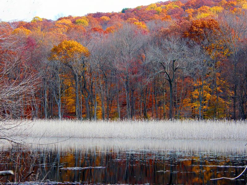 trees,park,autumn,white,reflection,tree