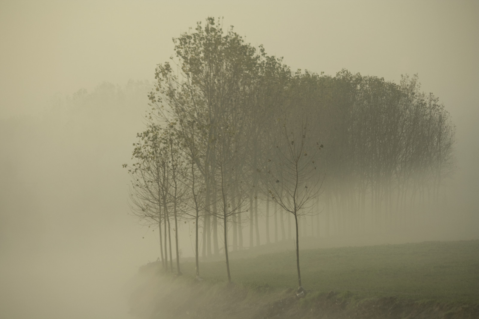 slunečnímu záření, stromy, Příroda, sníh, zima, větev, ráno, mlha, mráz, řeka, atmosféra, zmrazení, mlhavý, opar, strom, podzim, mlha, den, počasí, svítání, sezóna, vánice, mat56, mygearandmepremium, mygearandmebronze, mygearandmesilver, natura, krajiny, fiume, autunno, Nebbia, Paesaggi, alberi, lombardia, lodi, Pioppi, Pianura, Ansa, Argine, Lambro, Lodigiano, PADANA, livraga, cademazzi, atmosférický jev, dřevina
