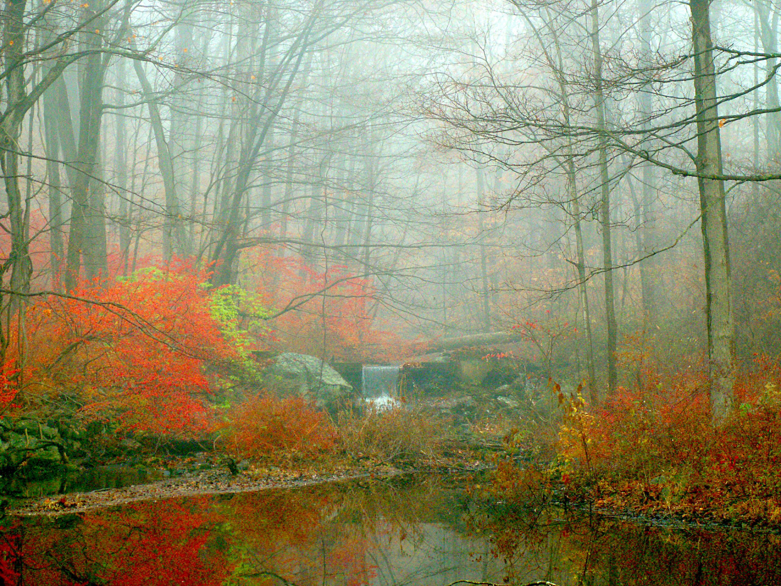parque, outono, Árvores, laranja, névoa, reflexão, árvore, cair, natureza, Cores, sai, chuva, névoa, Automne, rio, Cores pegajosas, folha, colorida, Cores, temporadas, natural, Cores de outono, Herbst, Cores de outono, quatro estações, Cachoeiras, misterioso, Reflexões, Autunno, outonal, Colorexplosion, 4 estações, Gis, uma buzina, Jesien, Jessie
