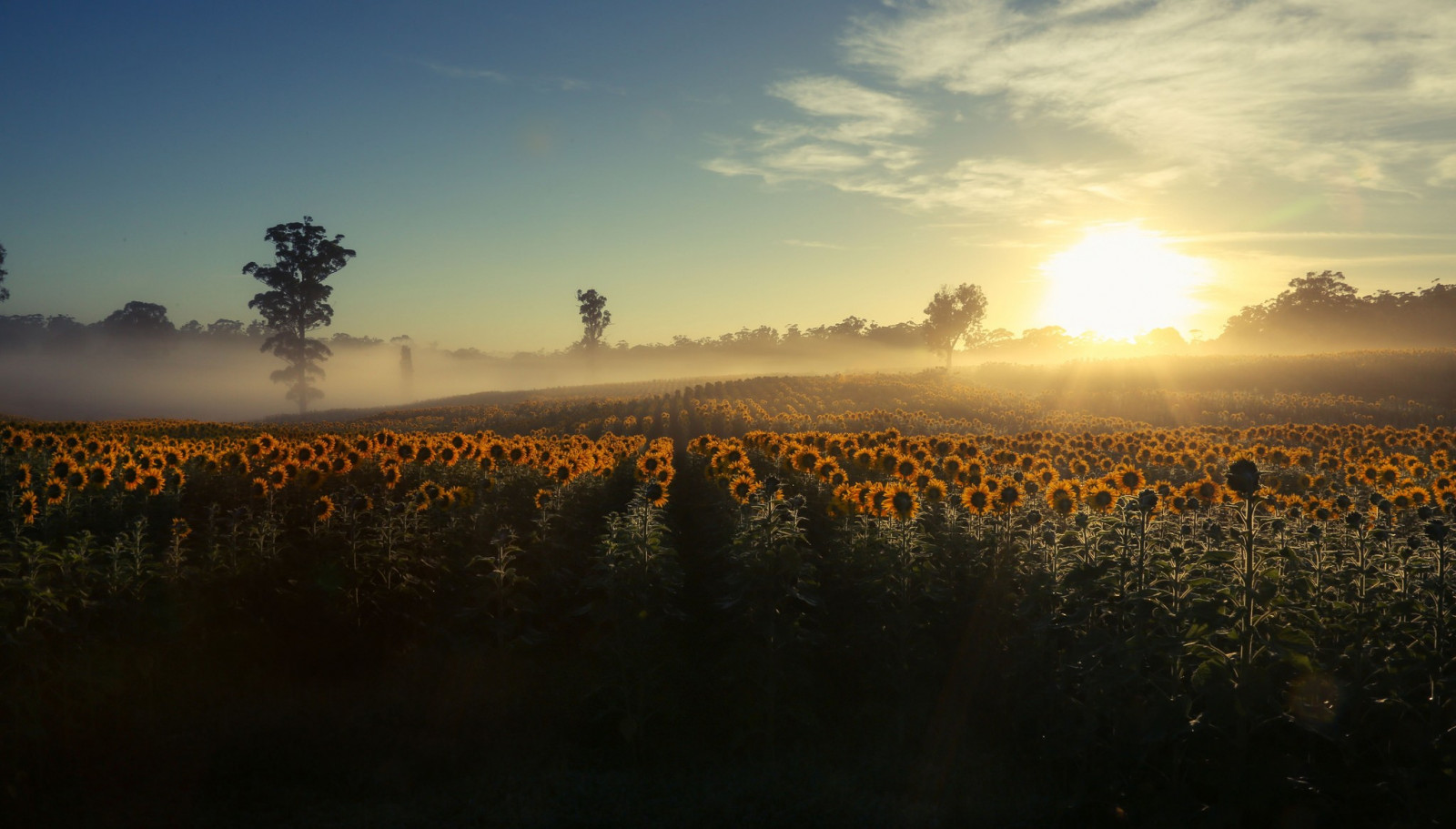 sollys, landskab, solnedgang, bakke, natur, afspejling, græs, himmel, Mark, solopgang, aften, morgen, tåge, Sol, horisont, skumring, solsikker, Sky, træ, blomst, daggry, landbrug, almindeligt, afgrøde, landdistrikt, atmosfærisk fænomen, computer tapet, atmosfære af jord, græs familie