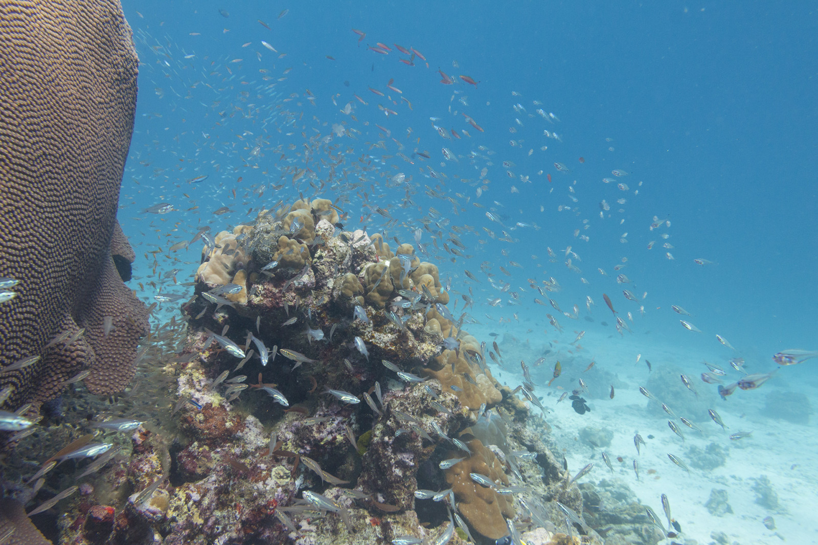 krajina, lidé, loď, loď, západ slunce, moře, Skála, Příroda, pobřeží, písek, pláž, Ryba, bouřka, pobřeží, letící, slunce, Pod vodou, korál, vítr, ostrov, kámen, liška, korálový útes, jachta, Thajsko, rybolov, potápění, biologie, mrak, strom, venkovní, oceán, vlna, pobřeží, kapička, phuket, phuketian, plachta, Similan, phuketphotographernet, forumlinvoyagecom, httpforumlinvoyagecom, útes, netopýr, potápěč, freediver, místo výskytu, přírodní prostředí, bezobratlý, mořská biologie, korálový útes fish