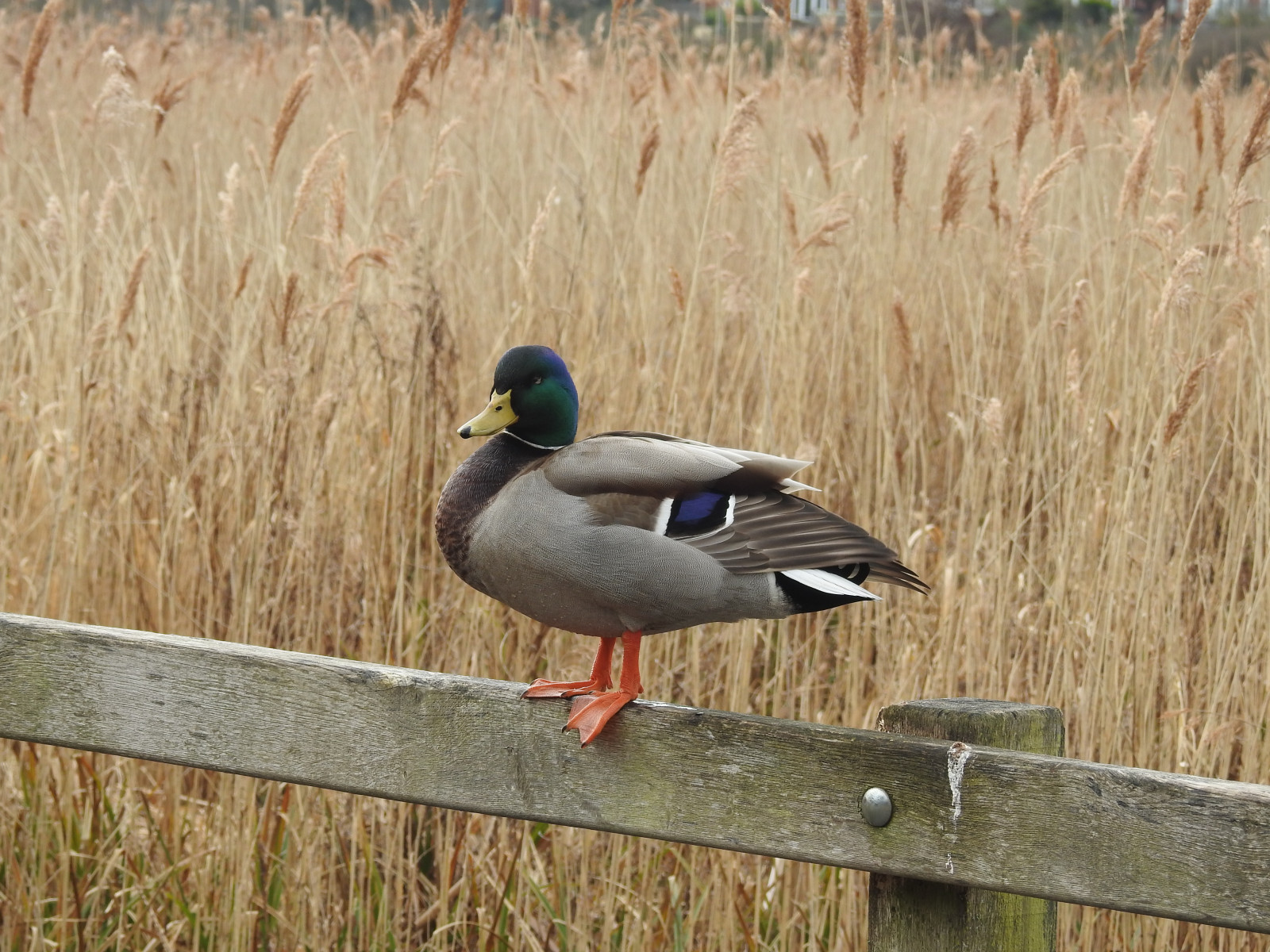 divoká kachna, kachna, pták, waterbird, vodní ptáci, RSPB, radipolelake, přírodní rezervace, Weymouth, Dorset