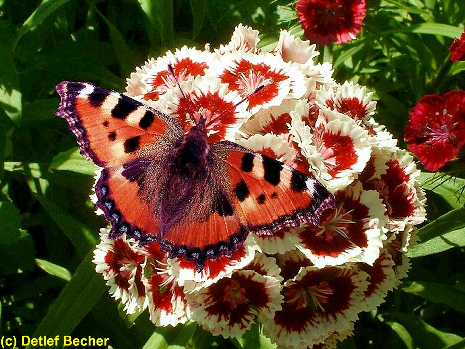 motýl, hmyz, květ, rostlina, hmyz, kvetoucí rostlina, jednoletá rostlina, bezobratlý, nektar, opylovači, můry a motýli, lycaenid, štětec footed motýl, Outofnature, Smalltortoisehell