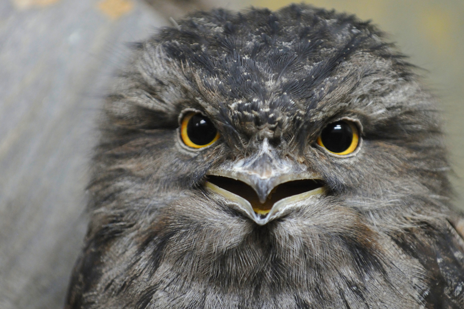 zobák, dravý pták, sova, pták, zblízka, organismus, orel, káně