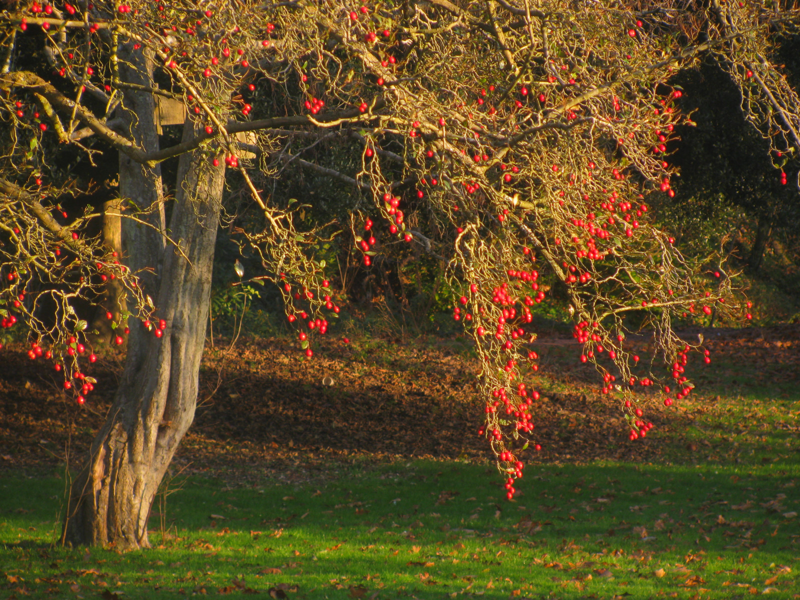 Wallpaper park, light, red, tree, leaves, Wales, leaf, berry, shadows