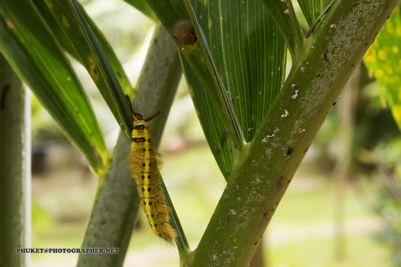 landskab, blade, have, natur, minimalisme, græs, skyer, makro, berolige, insekt, grøn, gul, jungle, Thailand, Larve, lys, ray, farve, fredfyldte, træ, dyr, blad, blomst, plante, udendørs, håndflade, flora, troperne, pattaya, krabi, samui, brigh, fauna, botanik, tæt på, makrofotografering, græs familie, stængelplante, hvirvelløse, møl og sommerfugle