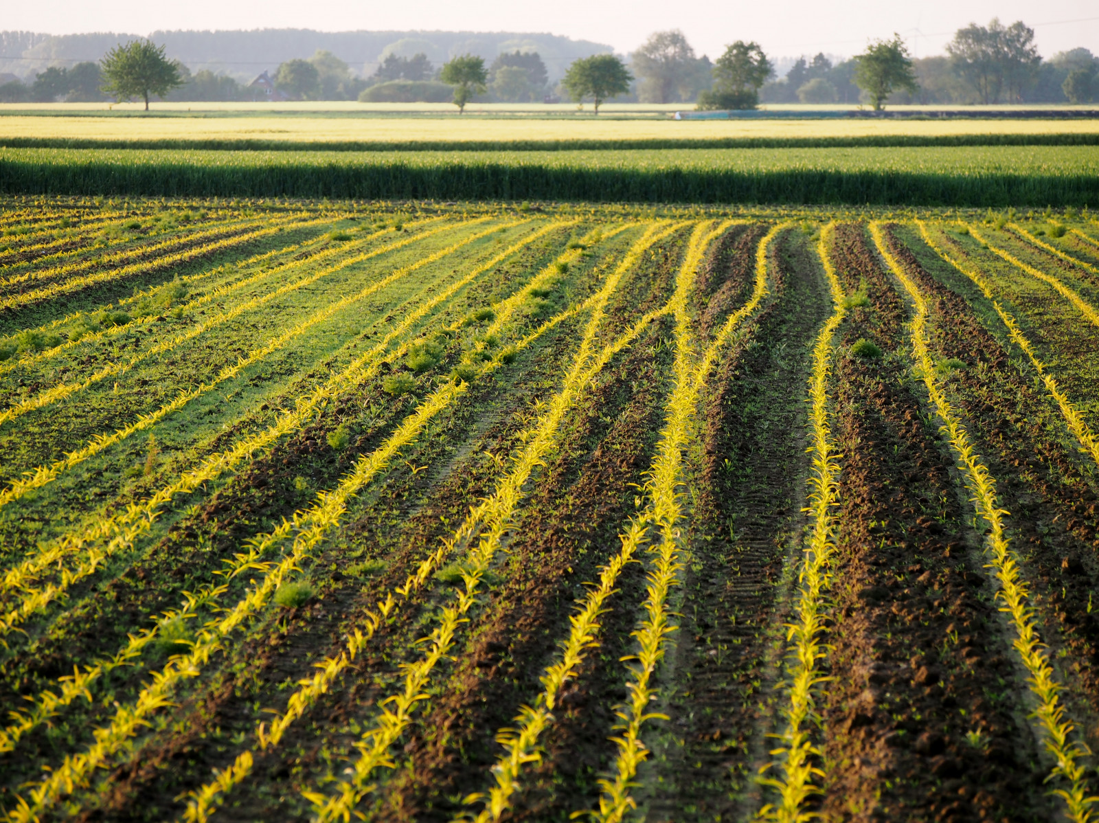 mais, Geseke, Tyskland, feld, Felder, abend, wlangemeyer, Olympus, OMD, autofokus, EM5, 100com500views25favs, Landschaft, Linien, Ebene, Kurve, sand, mønstre, 100com, 500views, 25favs, m40150mmf4056r, 40150mm, zd, Landleben, deutschland, olympusmzuikodigitaled40150mm, linjer, olympusflickraward