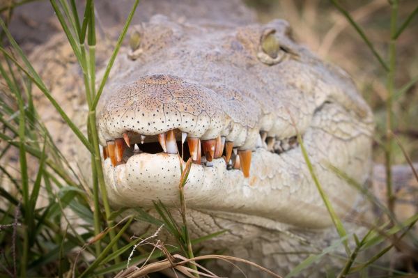 animal,0basictags,14reptiliaclass,6places,Africa,archosauriadivision