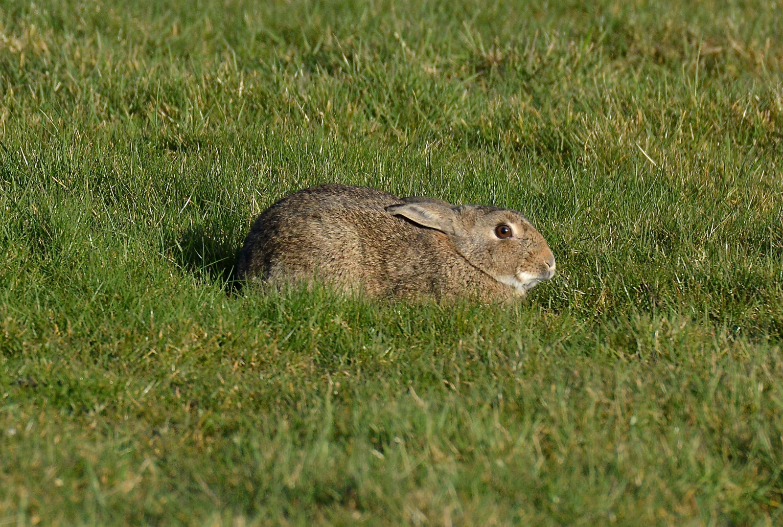 zvěř, stvoření, Příroda, tráva, venku, Volně žijících živočichů, hospodařit, Nikon, jaro, savci, Tamron, roztomilý, lučina, králičí, signsofspring, venkov, pastvina, pole, zajíc, louka, ngc, D3200, fauna, savec, prérie, Calderdale, ekosystém, čenich, tráva rodina, zajíc, křoviny, organismus, králíci a zajíci, králík domácí, ekoregion, tamron150600, outabout, terrestrial animal