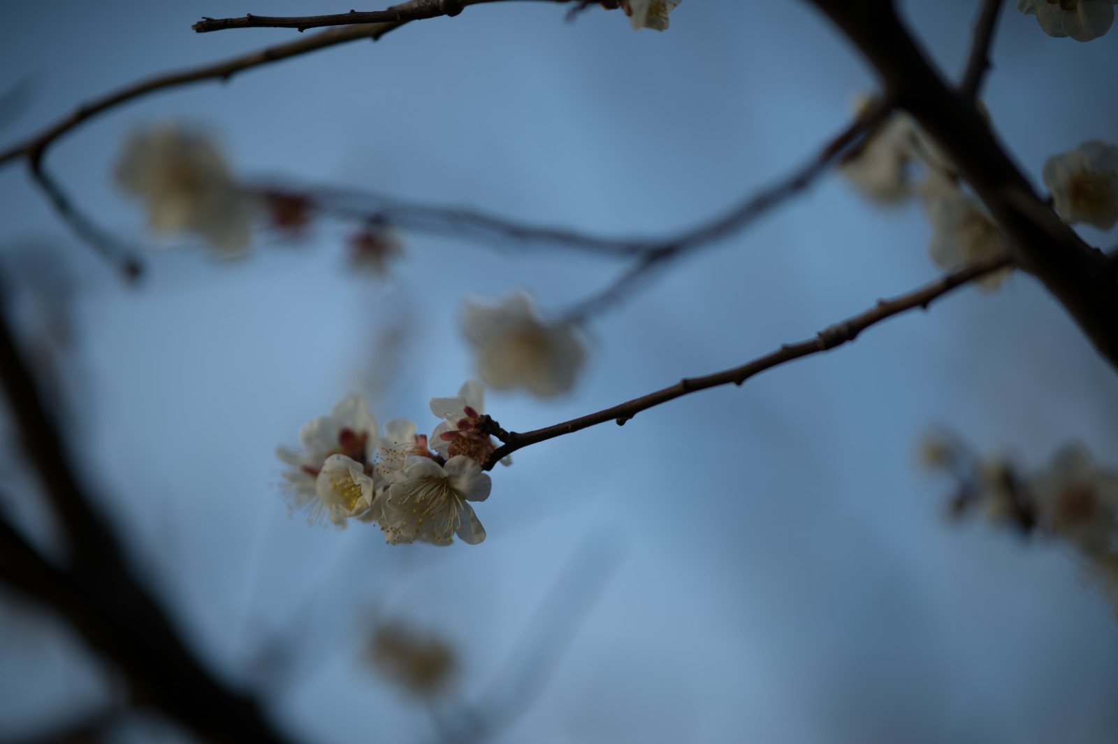 Giappone, luce del sole, natura, la neve, inverno, ramo, fiore di ciliegio, Nikon, fiorire, primavera, Tokyo, Jp, albero, NIKKOR, autunno, foglia, fiore, pianta, stagione, ume, flora, afs105mmf14eed, afsnikkor105mmf14eed, df, ikegamibaien, Ikegami, japaneseapricot, ramoscello, produrre, avvicinamento, fotografia macro