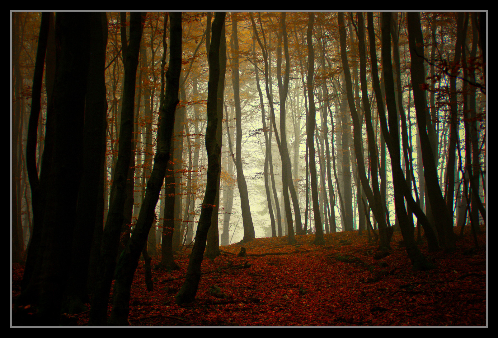 slunečnímu záření, les, podzim, Příroda, dřevo, větev, Německo, mlha, kouzlo, textura, prach, UMĚNÍ, strom, podzim, mlha, sezóna, blinkagain, elitegalleryaoi, tma, tvořivý, magický, bestcapturesaoi, Snímek obrazovky, Oberberg, zálesí, místo výskytu, přírodní prostředí, počítač tapeta, dřevina, ekosystém, Kellerwald