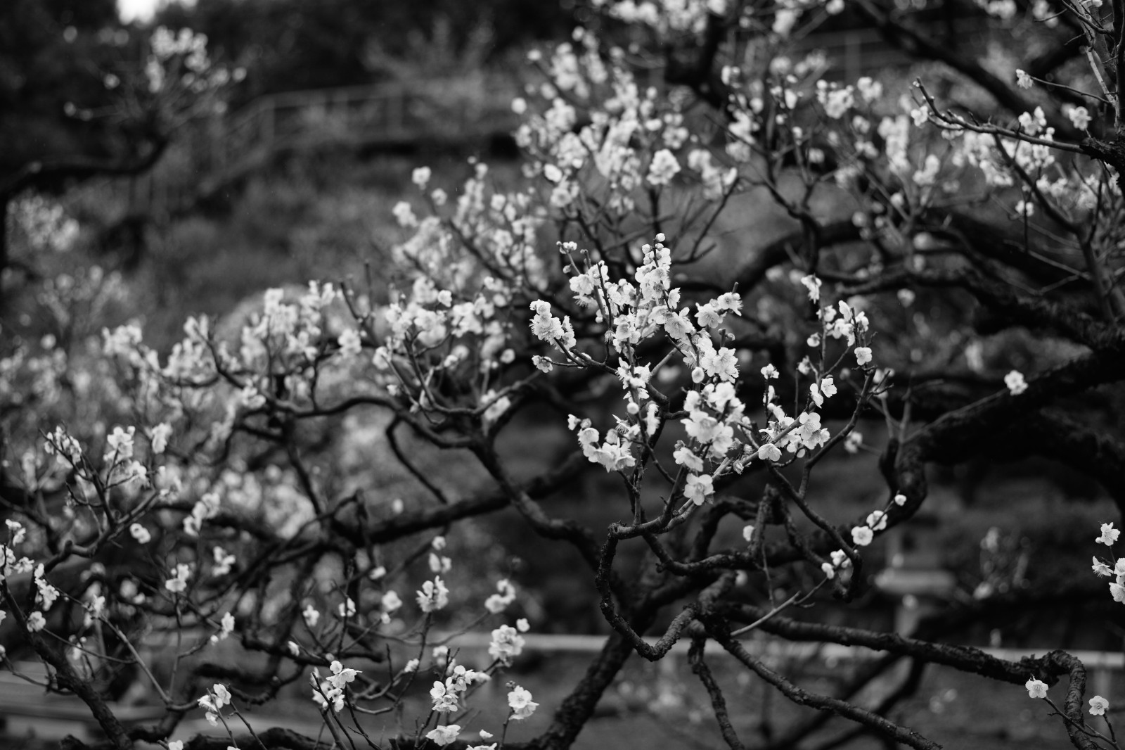 slunečnímu záření, bílý, Černá, černobílý, Příroda, zima, fotografování, větev, mráz, Třešňový květ, květ, jaro, Leica, Tokio, M, strom, podzim, list, květ, rostlina, sezóna, tělesné, flóra, Zeiss, carlzeiss, Ikegami, ota, typ240, planární, planar250, Černý a bílý, monochromatické fotografování, botanika, dřevina, keř, makro fotografie