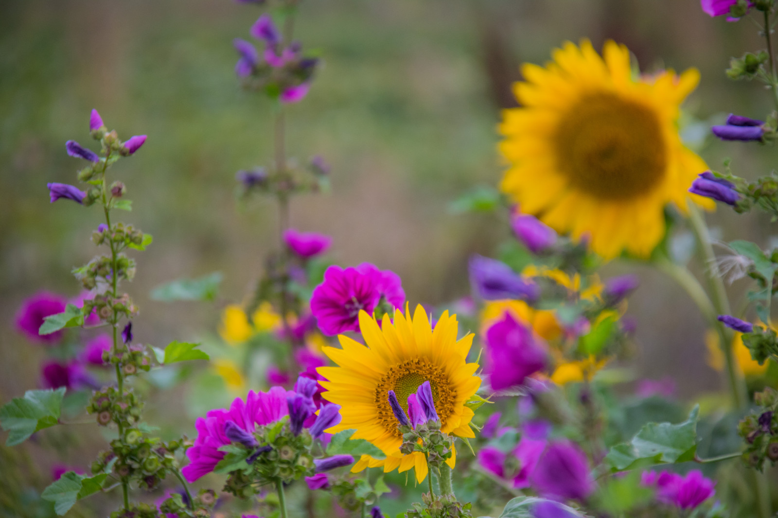 Příroda, pole, žlutý, květ, Dánsko, květ, rostlina, slunečnice, flóra, Blomma, solros, Danmark, f lt, exif modelu canoneos760d, geocountry, Kamera aby kánon, geocity, Model fotoaparátu canoneos760d, geostate, geolocation, EXIF čočka efs18200mmf3556is, EXIF otvor 56, exif focallength 200mm, exif aby kánon, EXIF isospeed 500, okvětní lístek, louka, divoká rostlina, botanika, suchozemská rostlina, kvetoucí rostlina, jednoletá rostlina, makro fotografie, daisy rodina