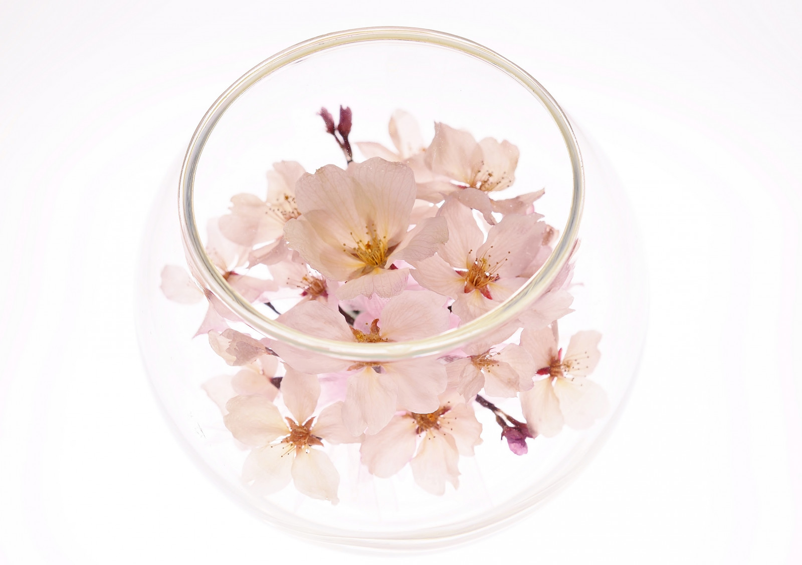 jídlo, sklenka, Třešňový květ, květ, růžový, UMĚNÍ, květ, rostlina, třešeň, Třešňový květ, okvětní lístek, vyrobit, nádobí