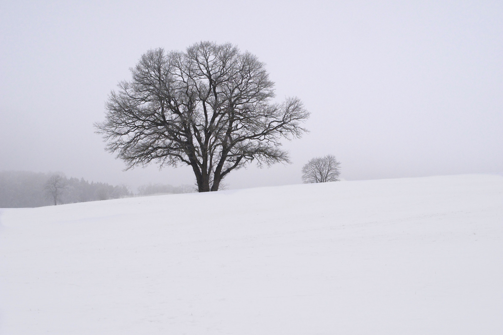 bílý, sníh, zima, větev, mráz, zmrazení, strom, mlha, počasí, sezóna, 45mm, vánice, monochrom, primelens, MFT, olympusomdem1, atmosférický jev, zimní bouře, microfourthird, stefandinkel