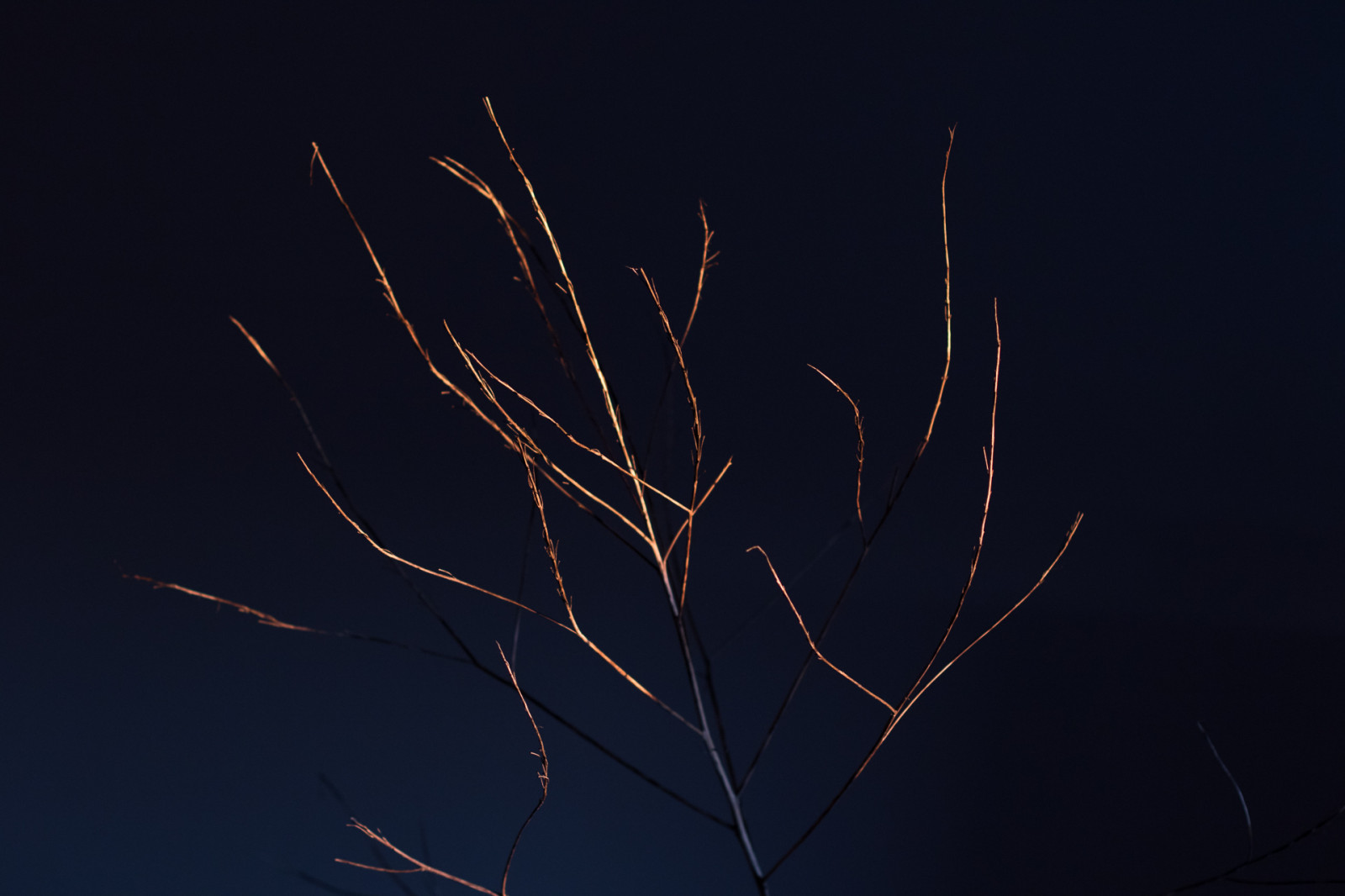 luce del sole, buio, notte, natura, minimalismo, riflessione, cielo, ramo, blu, semplice, oro, ramoscelli, semplicità, leggero, albero, f28, 50 millimetri, foglia, fiore, rami, linea, minimo, oscurità, luce naturale, 7dmarkii, ef50mmf14usm, canonef50mmf14usm, atmosfera della terra, oggetto astronomico, 50mmf14, canoneos7dmarkii, chiaro e scuro, lightandshadows, ligh