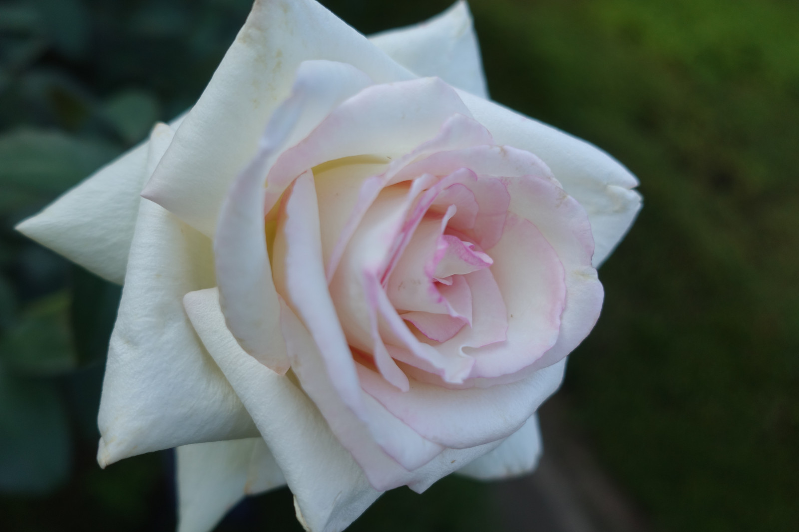 Japonsko, růže, Sony, růžový, Tokio, jp, květ, rostlina, flóra, Zeiss, RX100, okvětní lístek, kyufurukawagarden, dscrx100, rx100m4, dscrx100m4, suchozemská rostlina, kvetoucí rostlina, makro fotografie, závod stonek, zahradní růže, růže rodina, růže objednávka, floribunda, rosa centifolia