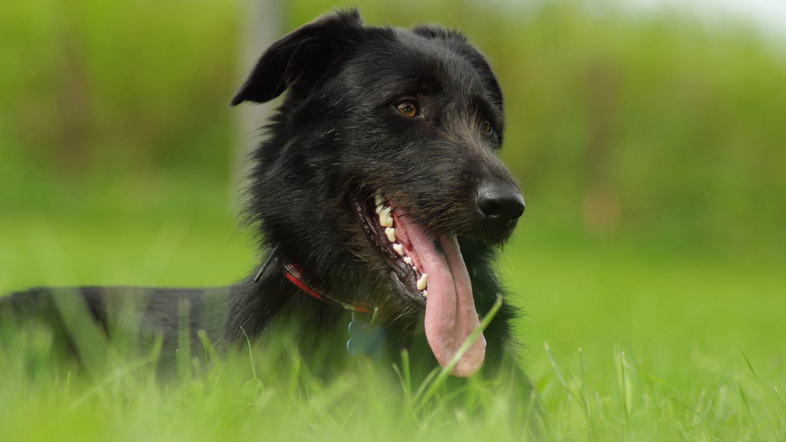 Fondos de pantalla Animales, césped, Lenguas, bigotes, Labrador