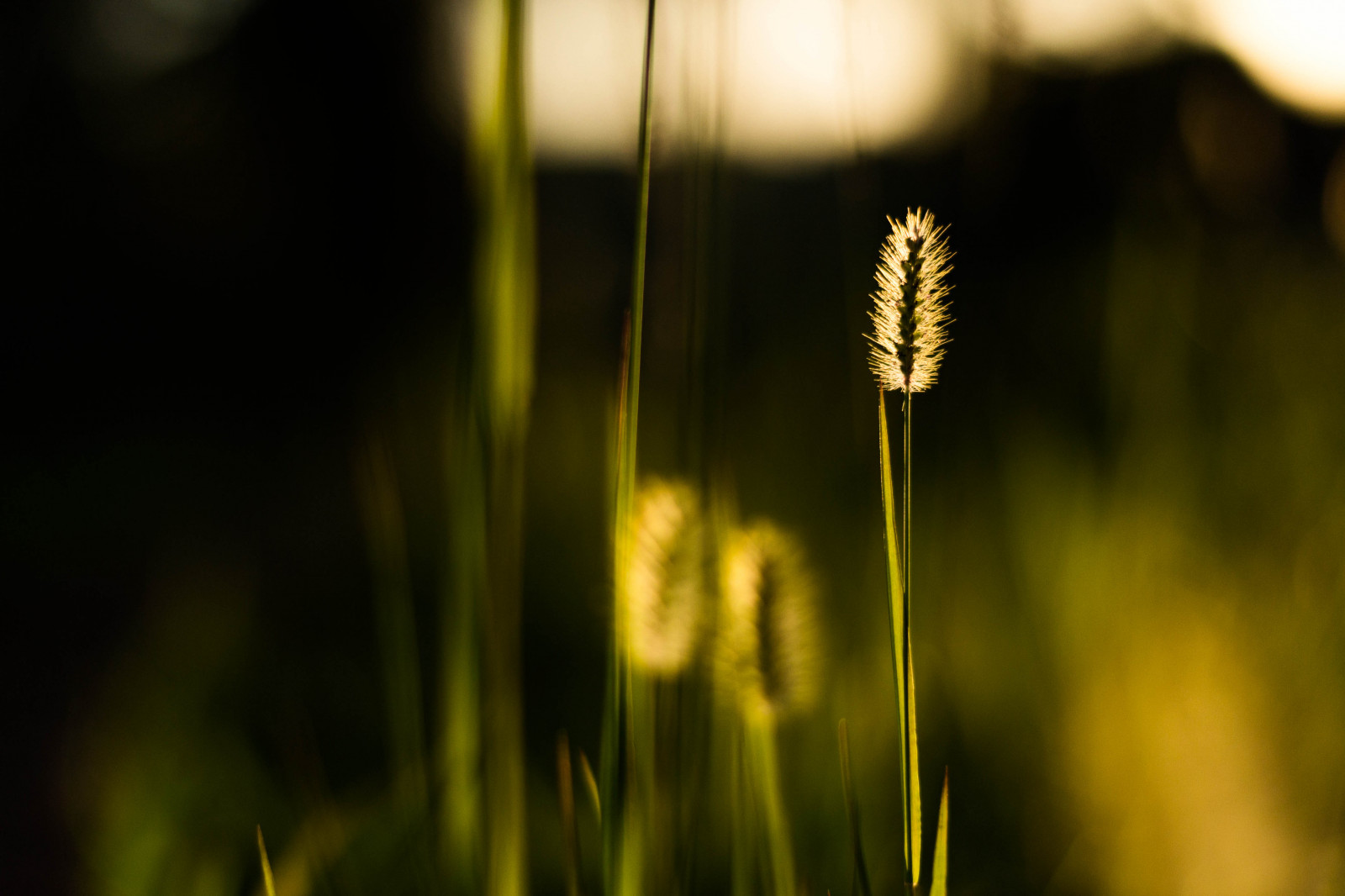světlo, západ slunce, letní, Brazílie, slunce, slunečnímu záření, rostlina, rozmazat, makro, slunce, Příroda, Krásná, Sluneční svit, Brasil, svoboda, list, Nikon, odpoledne, dof, kouzlo, natureza, pordosol, Verao, pocit, půvabný, profundidadedecampo, barrabonita, luzdosol, nikon50mm18g, D3100, nikonafsnikkor50mmf18g