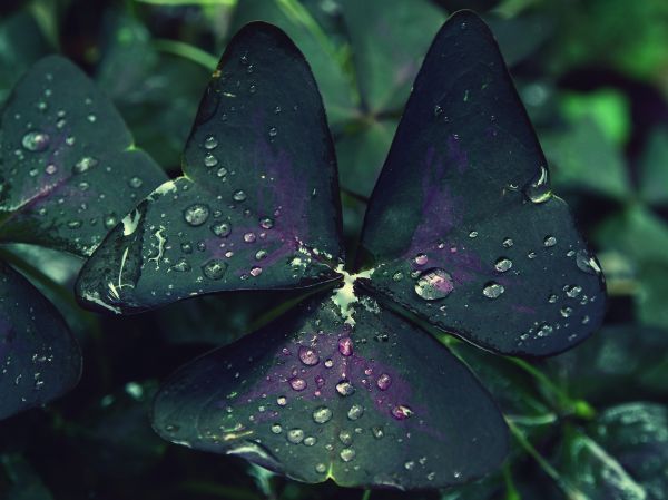 leaf,drop,dew
