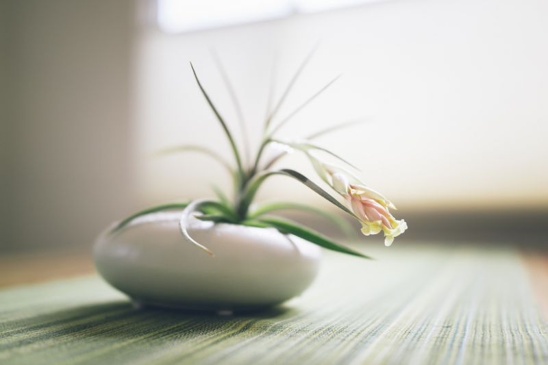 hvid, fotografering, grøn, glas, lys, planter