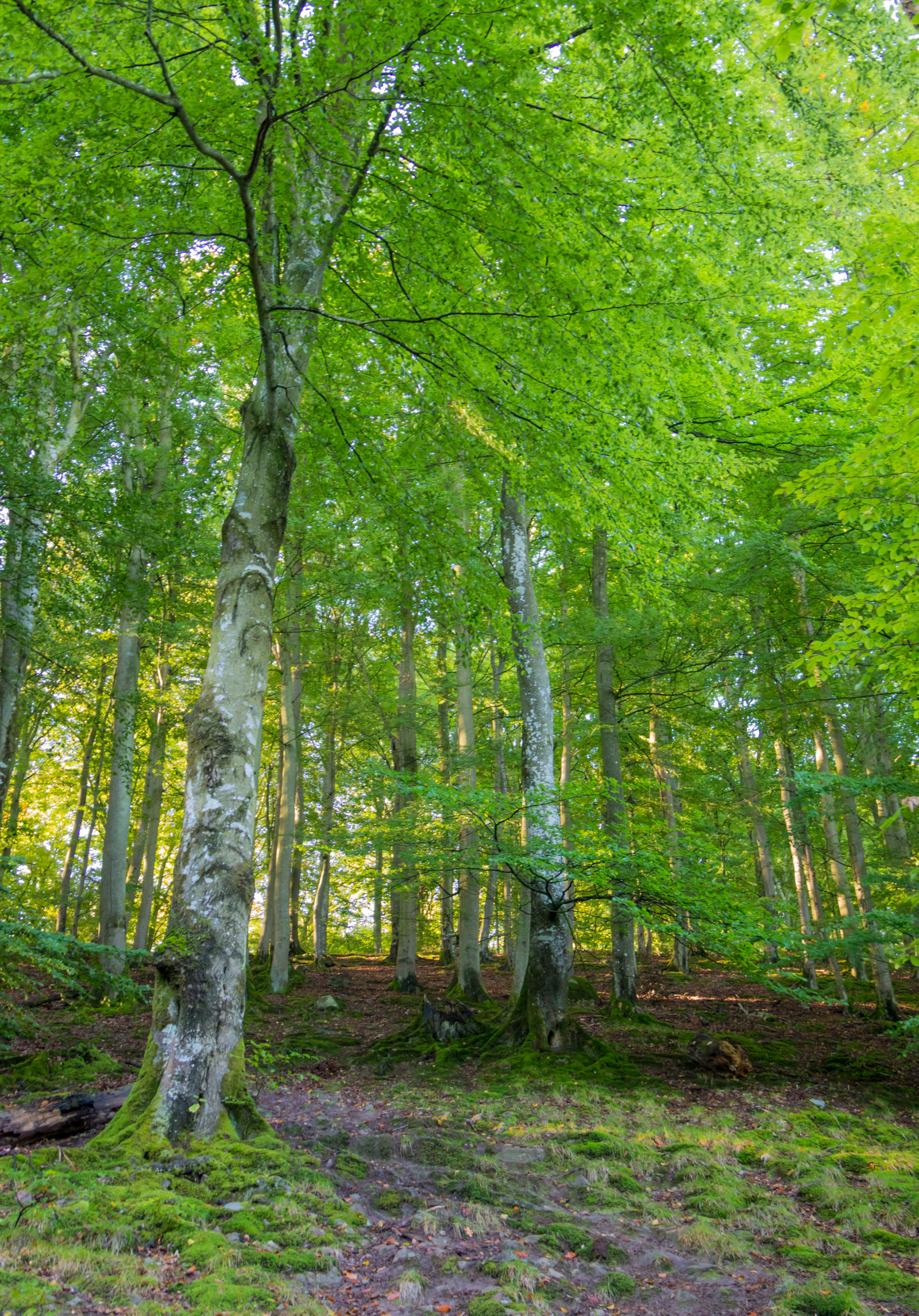 slunečnímu záření, les, větev, zelená, bříza, strom, podzim, list, rostlina, sezóna, tr d, les, Skog, exif modelu canoneos760d, geocountry, Kamera aby kánon, geocity, Model fotoaparátu canoneos760d, geostate, geolocation, EXIF čočka efs18200mmf3556is, exif aby kánon, EXIF otvor 40, exif focallength 24mm, gr n, sk ralid, s der sen, exif isospeed 640, národní park, louka, zálesí, háj, místo výskytu, přírodní prostředí, suchozemská rostlina, kvetoucí rostlina, dřevina, ekosystém, mírné jehličnatý les, biome, prales, smíšený les, opadavý