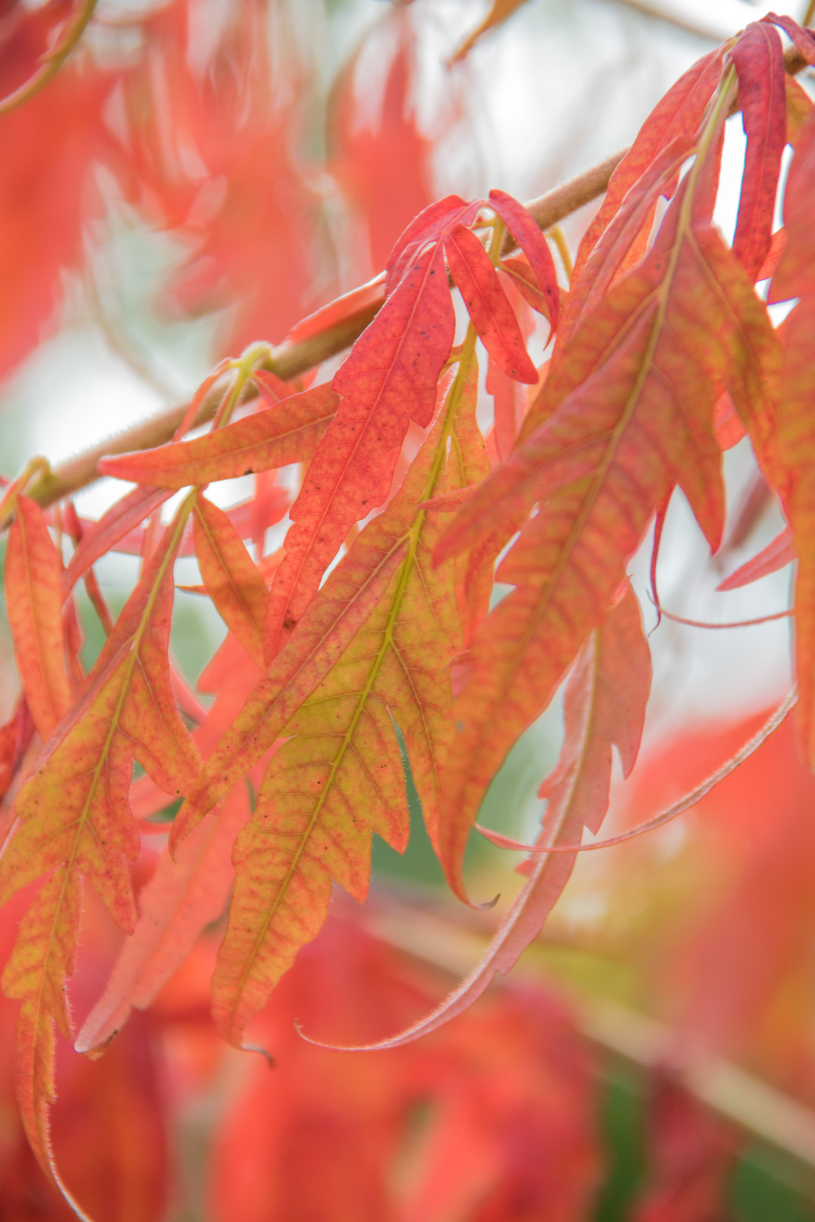 zahrada, Červené, park, větev, strom, podzim, list, květ, rostlina, sezóna, h st, l v, exif modelu canoneos760d, geocountry, Kamera aby kánon, geocity, Model fotoaparátu canoneos760d, geostate, geolocation, EXIF čočka efs18200mmf3556is, EXIF otvor 56, exif aby kánon, exif isospeed 200, Alnarp, exif focallength 135mm, suchozemská rostlina, kvetoucí rostlina, dřevina, zblízka, keř, makro fotografie, javor, Javorový list