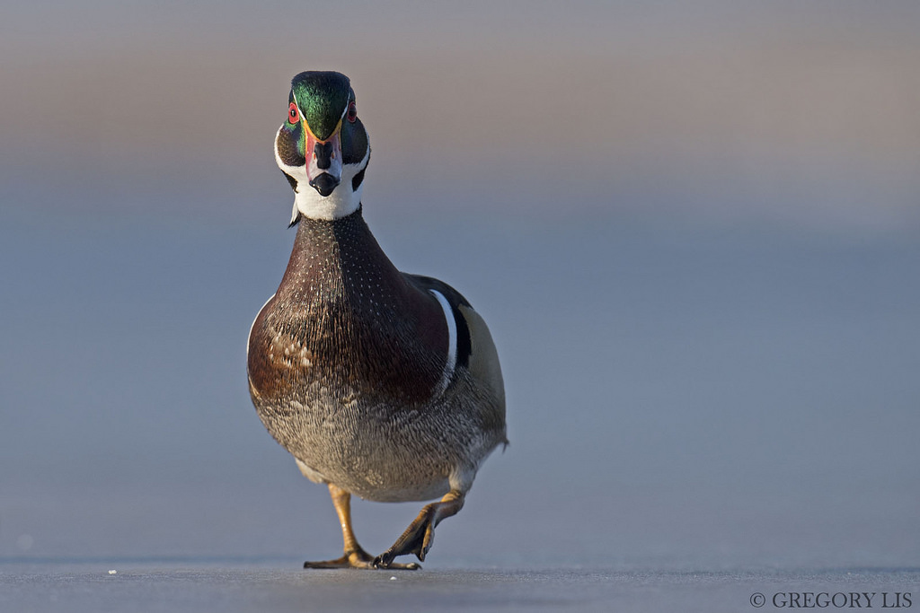 Mandarina, aixsponsa, nikond810, burnabylake, Gorylis, Gregorylis, British Columbia, anatra