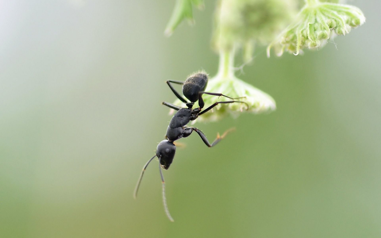 zvěř, rostliny, fotografování, makro, větev, hmyz, zelená, mravenci, Hymenoptera, Létat, květ, fauna, škůdce, mravenec, zblízka, makro fotografie, závod stonek, bezobratlý, členovců, membrána okřídlený hmyz