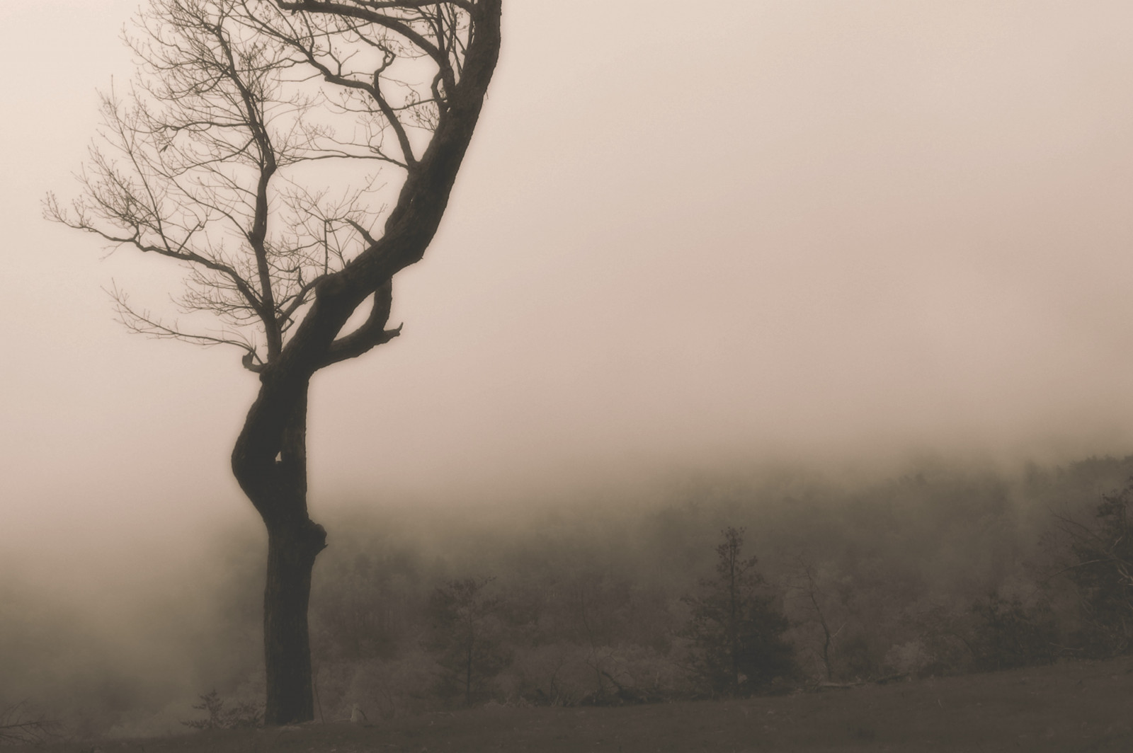 landskab, monokrom, natur, sne, vinter, afdeling, morgen, tåge, dis, Tennessee, sort og hvid, træ, tåge, bjerg, vejr, daggry, plante, sæson, atmosfærisk fænomen, vedplante, tee, treesinthemist, greatsmokymountains, greatsmokymountainsnationalpark