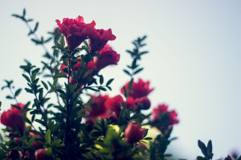 blomster, rød, planter, blomst, afdeling, farve