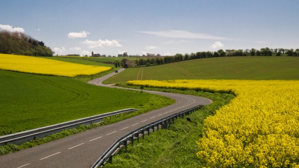 France,yellow,nord,Rapeseed,pasdecalais,colza