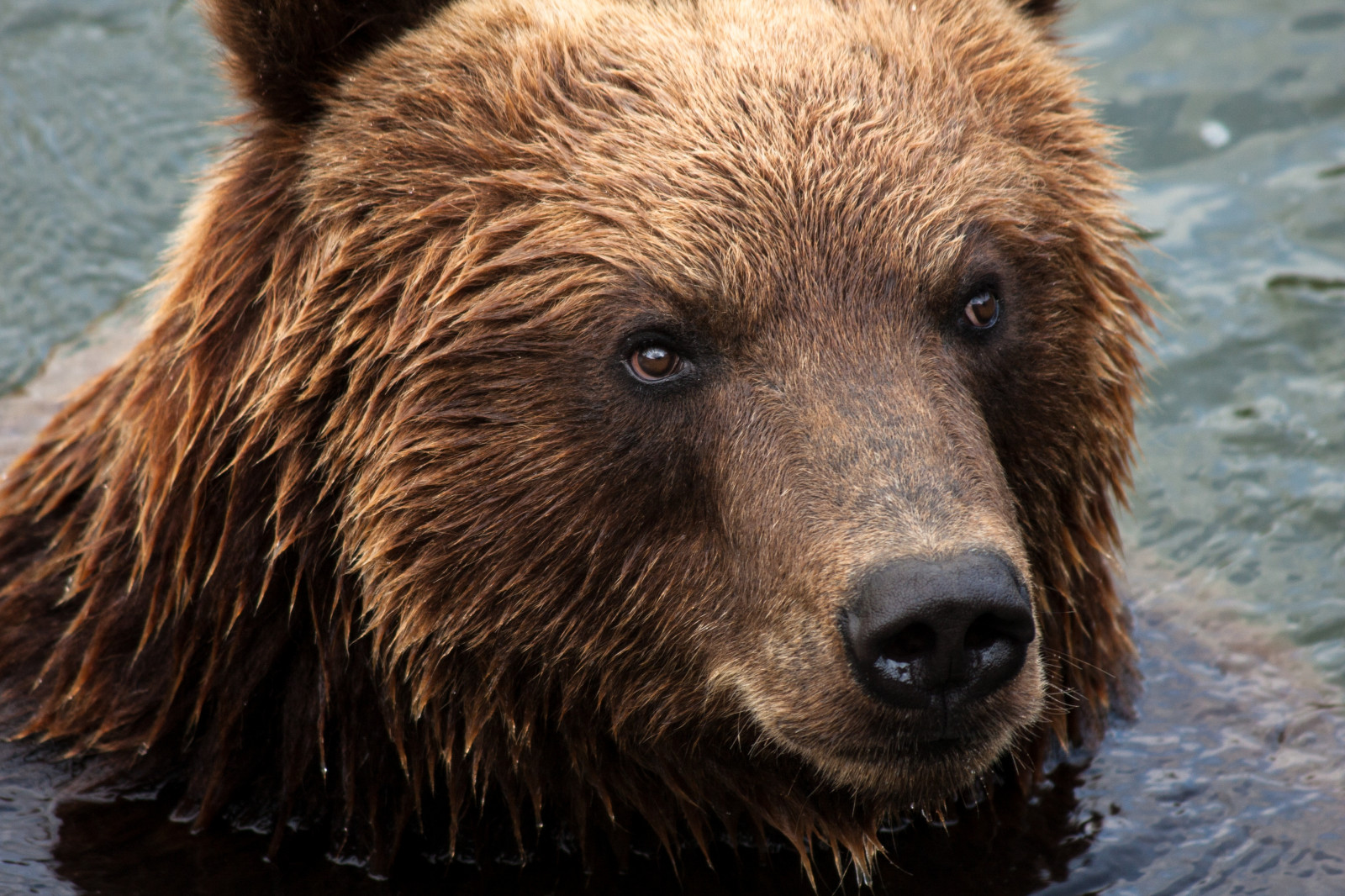 animale sălbatice, mustati, Urs grizli, urs brun, urs, faună, mamifer, animale vertebrate, bot, grup de rasa de câine, urs negru american, bot, Kamchatka urs brun