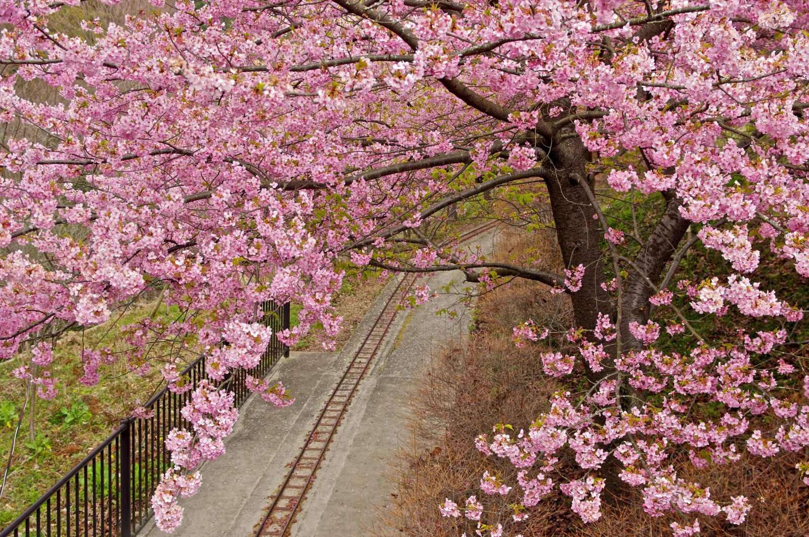 květ, rostlina, květ, jaro, růžový, Třešňový květ, flóra, strom, větev, keř, prunus