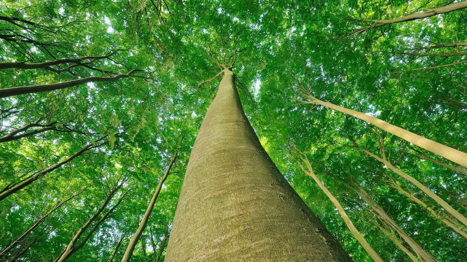 1920x1080 px, fák