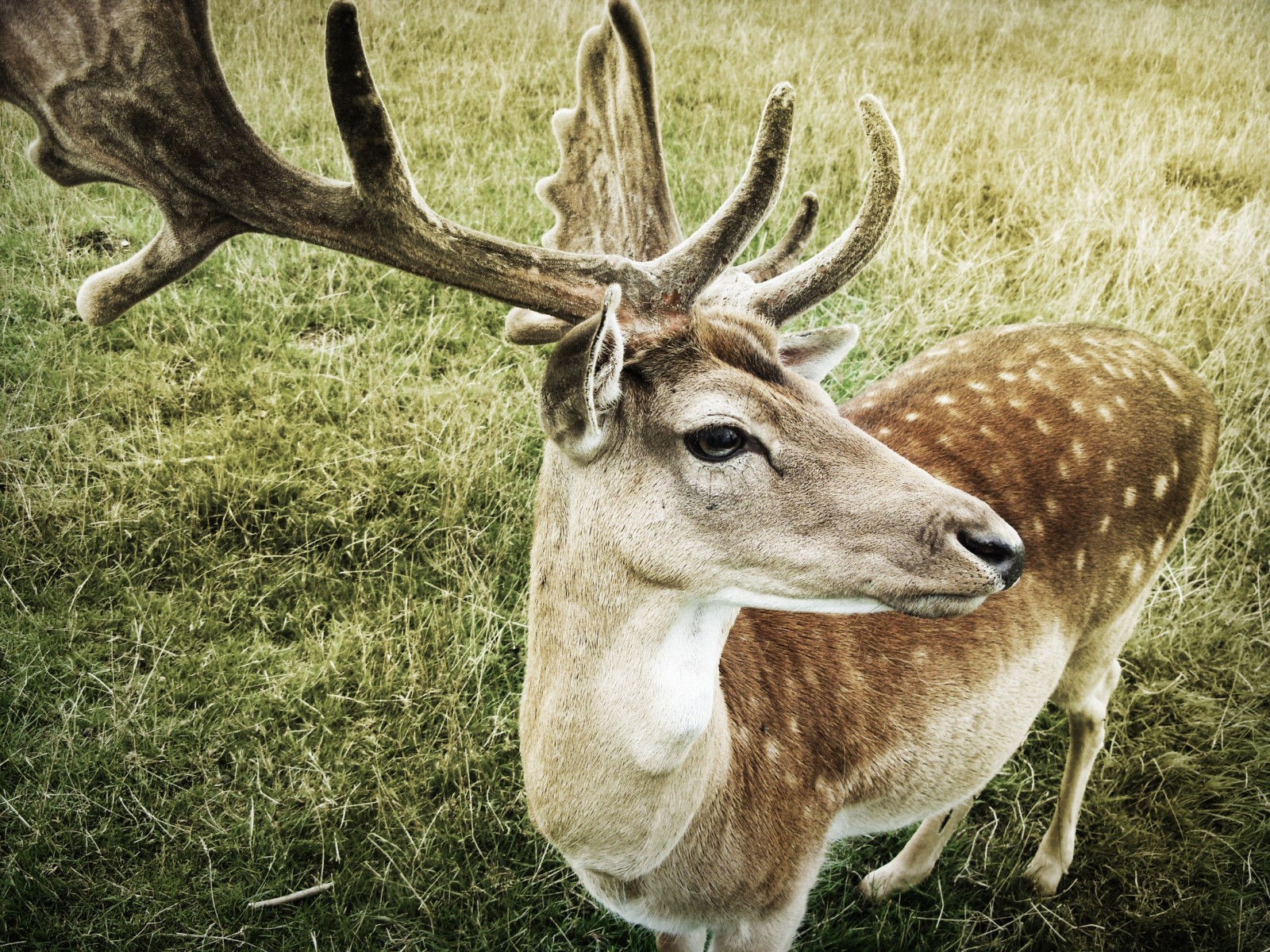 Bakgrundsbilder R djur Horn Vilda Djur Och V xter Ren Fauna bakgrundsbilder-r-djur-horn-vilda-djur-och-v-xter-ren-fauna