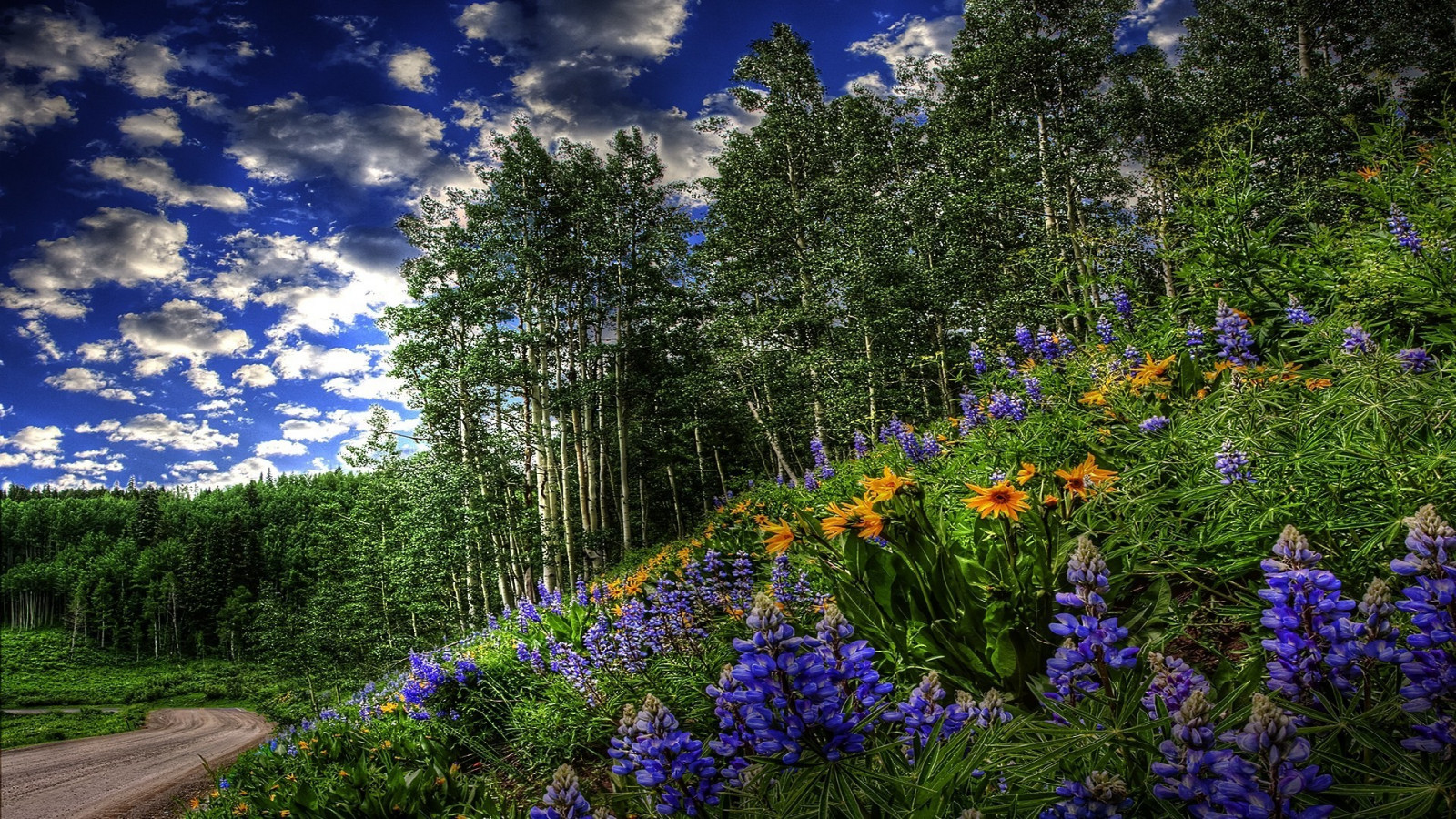 krajina, les, zahrada, Příroda, tráva, květ, květ, rostlina, flóra, louka, divoká rostlina, 1920x1080 px, trávník, zálesí, botanika, suchozemská rostlina, kvetoucí rostlina, keř, lupina, Bluebonnet