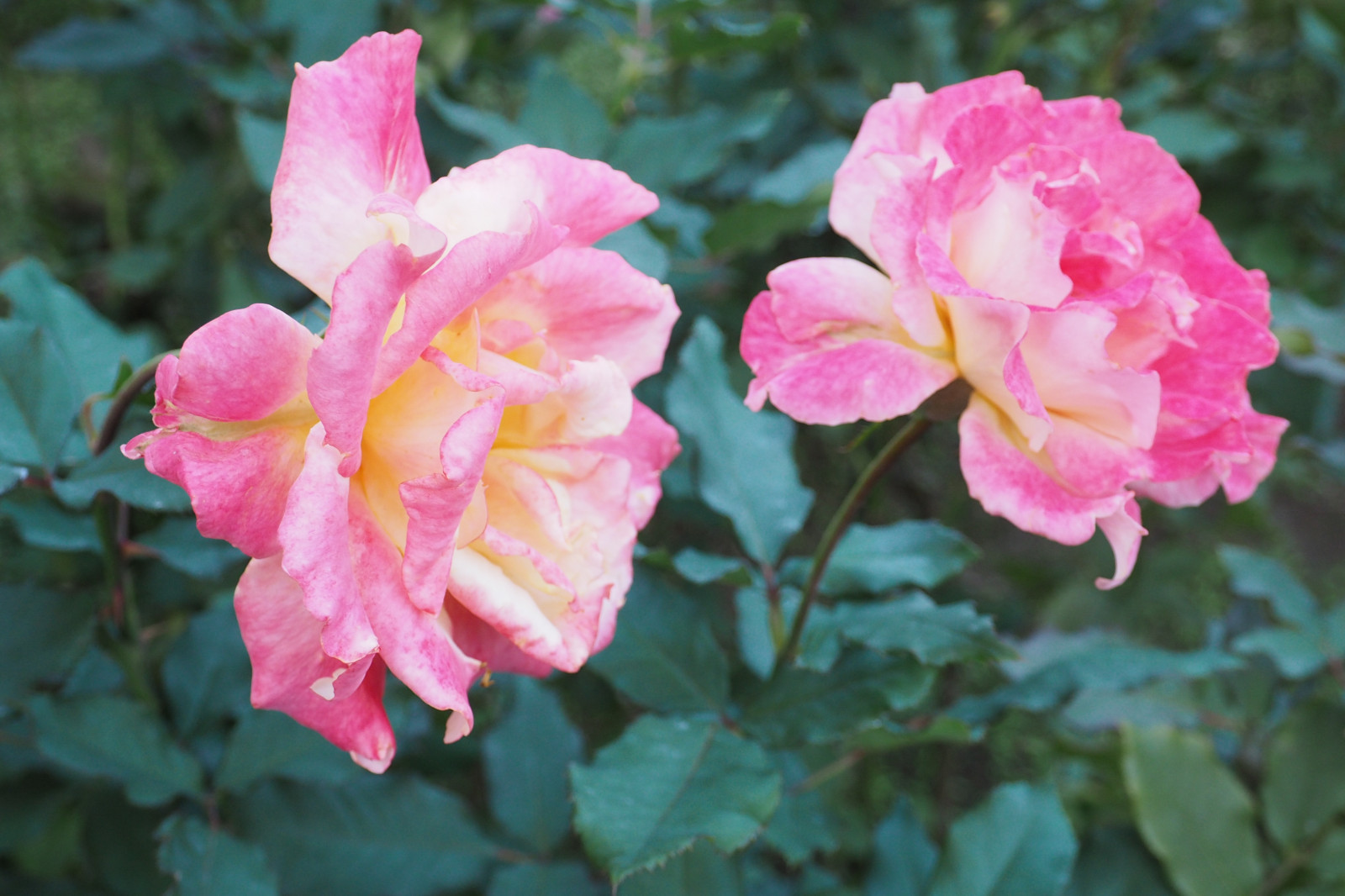 Japonsko, růže, květ, růžový, Tokio, Olympus, jp, květ, rostlina, flóra, okvětní lístek, mzuiko, kyufurukawagarden, OMD, EM5, omdem5, mzuikodigital1250mmf3563, mzuiko1250, em5mark2, omdem5mark2, botanika, suchozemská rostlina, kvetoucí rostlina, keř, jednoletá rostlina, zahradní růže, růže rodina, floribunda, china rose