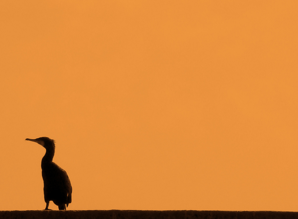 západ slunce, minimalismus, silueta, ráno, poušť, Sony, šťastný, kanál, Portugalsko, Bigua, svítání, pták, žirafa, Bravo, prérie, Giraffidae, savana, alentejo, duetos, vilanovademilfontes, corvomarinho, patiblue, sonyh9