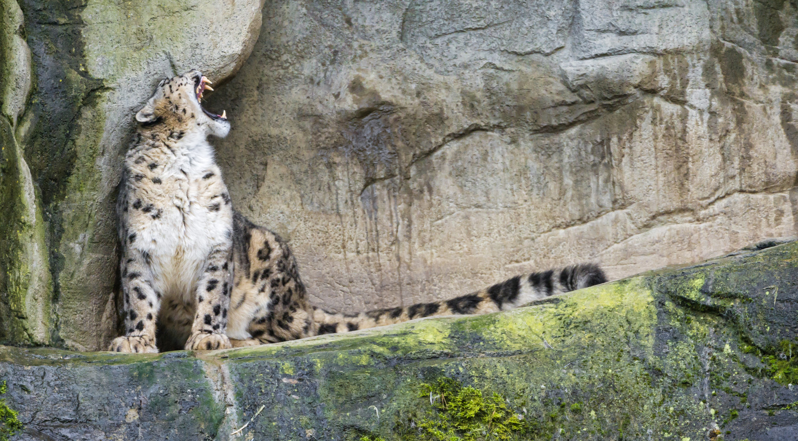 Wallpaper wild, cliff, male, stone, cat, Zoo, Switzerland, big, Nikon