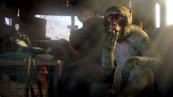 monkey,cages,chickens,screenshot