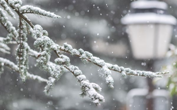winter, snow, cold, snowflakes, snowing, nature