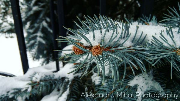 landscape, nature, snow, winter, branch, ice