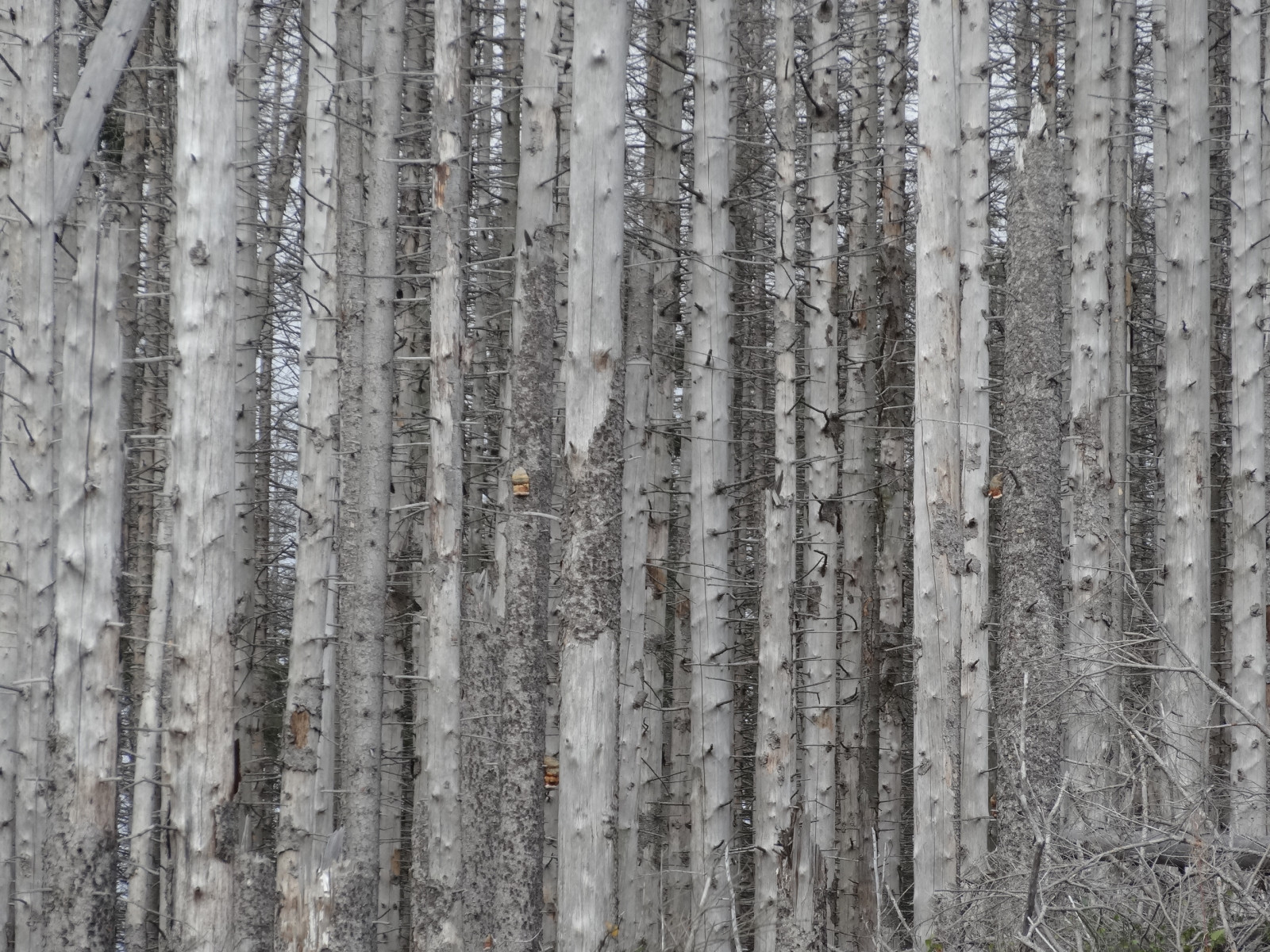 les, černobílý, minimalismus, fotografování, dřevo, větev, Šedá, šedá, bříza, strom, list, rostlina, fotografie, minimální, háj, větvička, suchozemská rostlina, kvetoucí rostlina, dřevina, kufr, závod stonek, rilegator, grayanddrab, greyanddrab, forestdieback, forestdecline