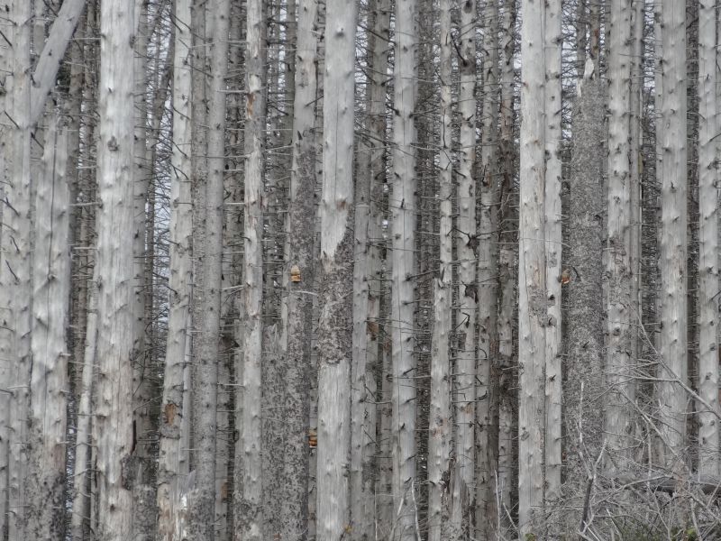 minimalismo, legna, ramo, foresta, monocromo, fotografia