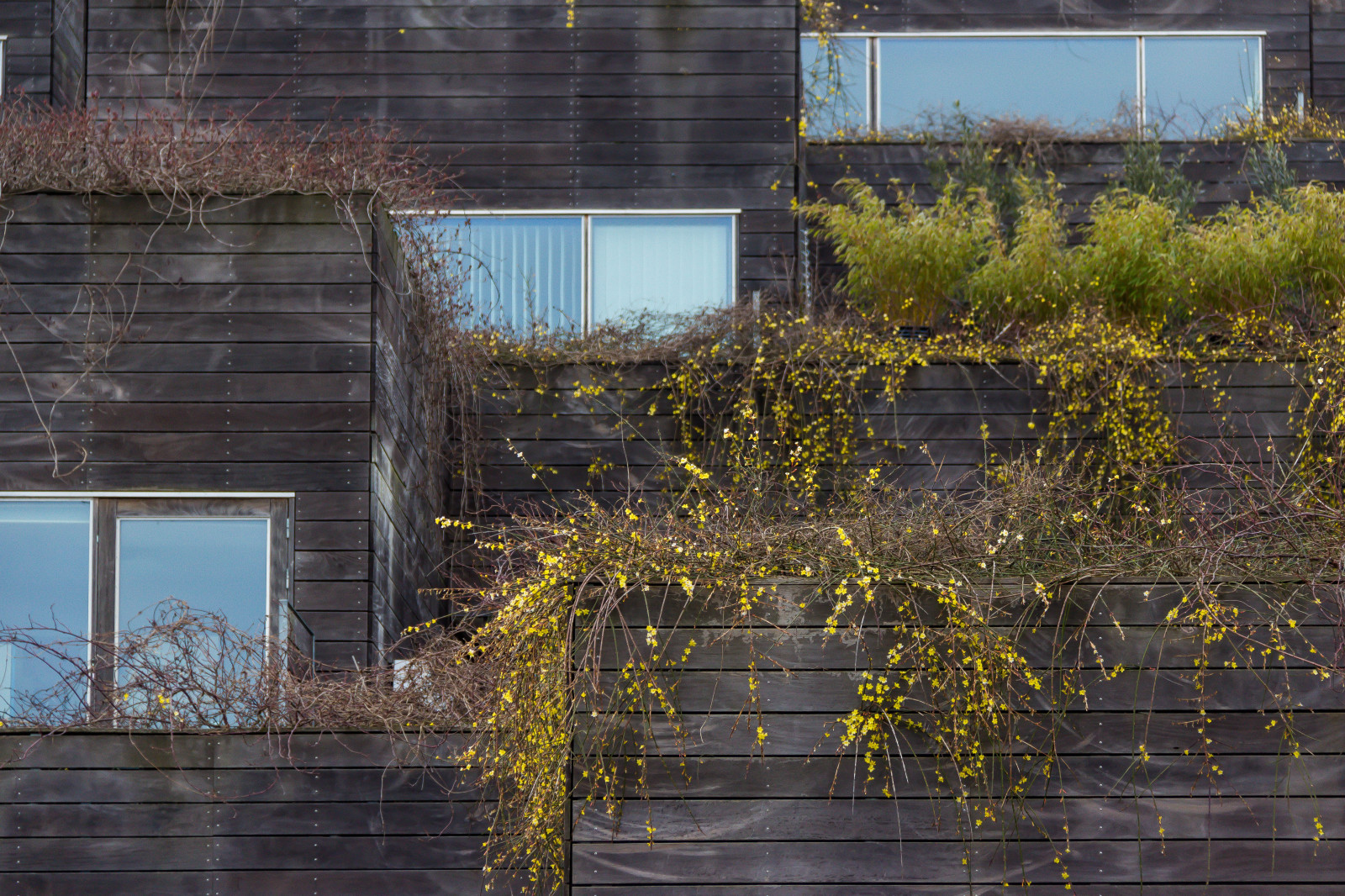 giardino, architettura, costruzione, riflessione, parete, legna, casa, Danimarca, Copenhagen, albero, fiore, arkitektur, Byggnad, Danmark, k penhamn, tetto, Restad, casa, kopenhavn, vmbjerget, facciata, area urbana, pianta legnosa, Zona residenziale