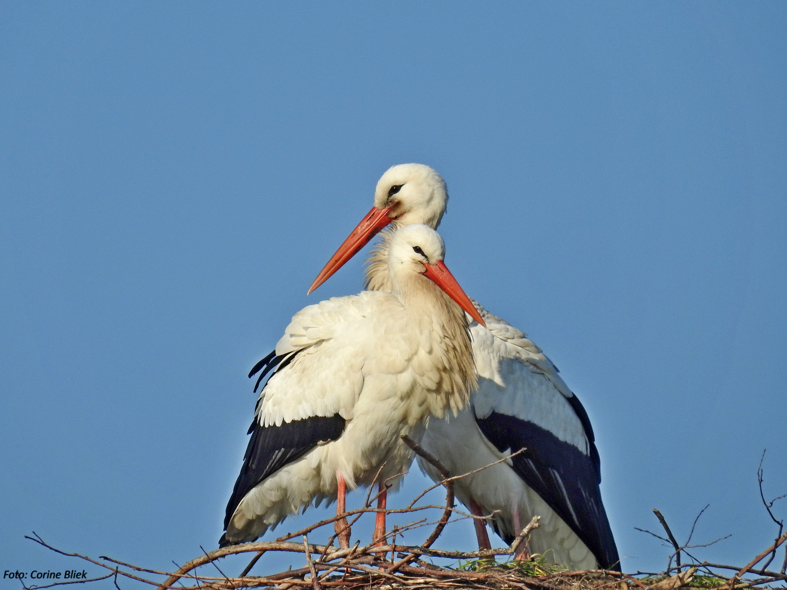 Starrevaart, ptactvo, pták, vogel, ornitologie, Příroda, VOGELS, natuur, Volně žijících živočichů, Nikon, P900, pozorování ptáků, Pajaros, oiseaux, Aves