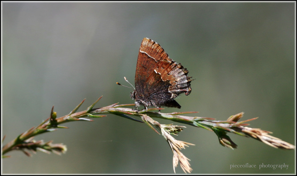 Henryselfin, Callophryshenrici, Woodlandelfin, Diblík, Lycaenidae, lepidoptera, motýl, hmyz, Volně žijících živočichů, Příroda, fauna, makro, pentax, k3