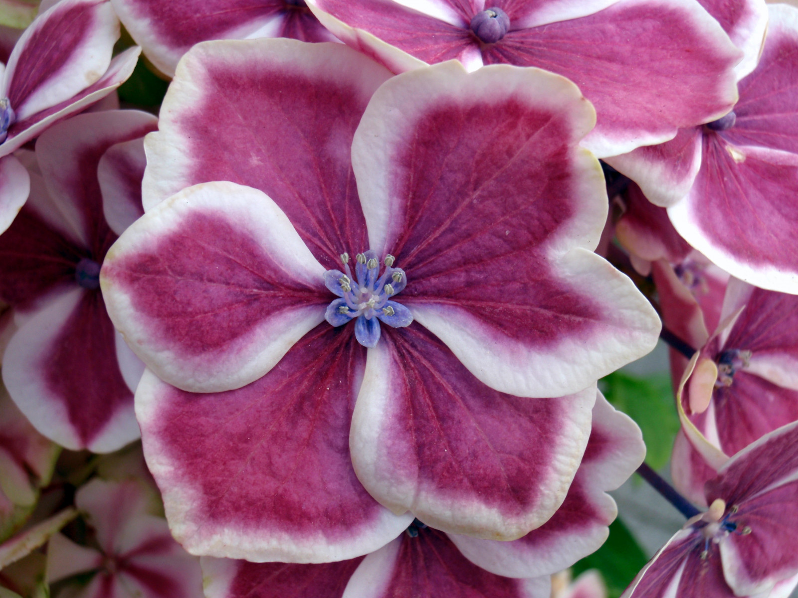 rosa, fiore, macro, fleur, fiore, fiori, jardin, rosa, ortensia, quintaflower, bicolore, bicolor, hortensia, Mopheadhydrangea